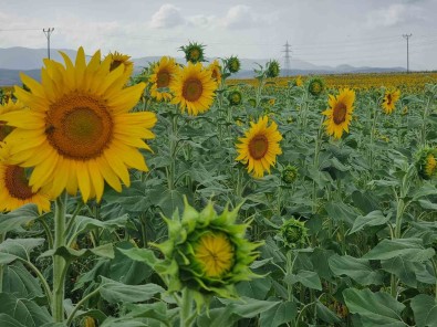 Sulama Projesi Ve Yagislar Ayçiçegi Üreticisinin Yüzünü Güldürdü