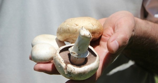 Ölüm meleği mantarı uyarısı: Aman dikkat sakın yemeyin!