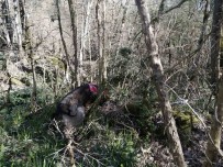 5 Gün Önce Kaybolan Turist 'Cayrokopter' Ve 110 Personelle Araniyor