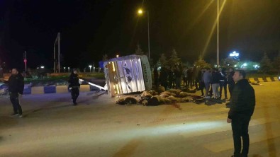 Cip Ile Kamyonet Çarpisti Açiklamasi 25 Hayvan Telef Oldu