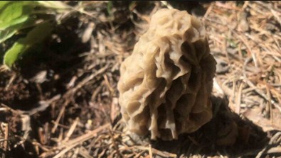 Fiyatını duyan bölgeye koştu: Gizli hazine ortaya çıktı sadece o günlerde kendini gösteriyor