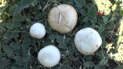 Ölüm meleği mantarı uyarısı: Aman dikkat sakın yemeyin!