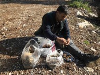 Yilda 1,5 Ay Yetisiyor Ve Tazesinin Kilosu 300 Liradan, Kurutulmusu 2 Bin 500 Liradan Alici Buluyor