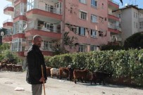 Hatay Sokaklari Keçilere Kaldi Haberi