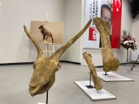 Afrika'daki Hayvanlarin 7,5 Milyon Yil Önce Anadolu'da Yasadigi Kesfedildi