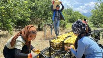 Depremzede Arsuzlu Çiftçilerin Limonlari Dalinda Kalmadi Haberi