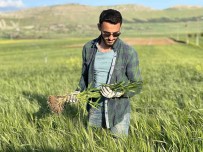 Mardin'de Çiftçiler, Yüksek Rekolte Bekliyor Haberi