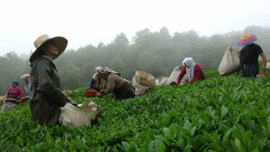 Dünyanin En Kaliteli Findiginin Üretildigi Giresun'da Kemençe Esliginde Çay Hasat Senligi Yapildi