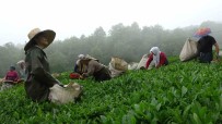 Dünyanin En Kaliteli Findiginin Üretildigi Giresun'da Kemençe Esliginde Çay Hasat Senligi Yapildi Haberi