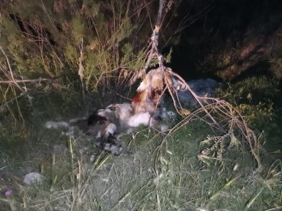 Ankara'da 17 Köpek Agaca Asilmis Halde Bulundu