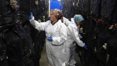 Devlet Destegiyle Kurulan Tesiste Günlük 500 Kilogram Istiridye Mantari Üretiliyor