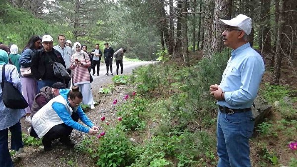 Bin metrenin üzerinde ormanlarda yetişiyor: Bu bitkiyi koparmanın cezası 244 bin lira