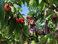 Enez'de Üretilen Kirazlar Avrupa'nin 5 Ülkesine Ihraç Ediliyor