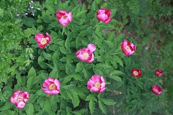 Bin metrenin üzerinde ormanlarda yetişiyor: Bu bitkiyi koparmanın cezası 244 bin lira