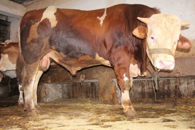 1 Tonluk 'Pasa' 125 Bin Liradan Satisa Çikti