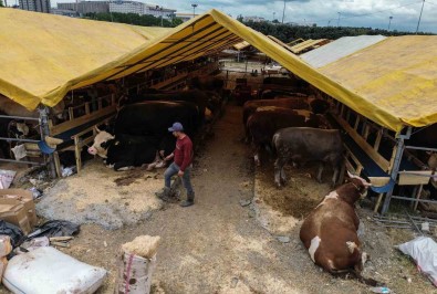 Kurban Pazarinda Ilk Günden Siki Pazarliklar Basladi