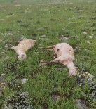 Yildirim Çarpmasi Sonucu 5 Koyun Telef Oldu