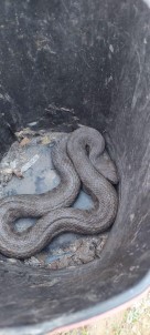 Araç Içerisinde Sikisan Dev Yilan, Ekipler Tarafindan Kurtarildi