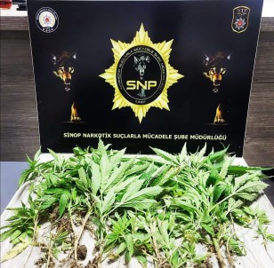 Sinop'ta 35 Kök Hint Keneviri Ele Geçirildi