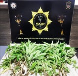 Sinop'ta 35 Kök Hint Keneviri Ele Geçirildi