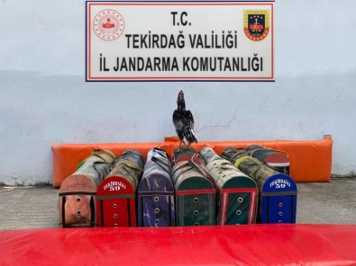 Tekirdag'da Çiftlige Horoz Operasyonu Açiklamasi 20 Bin Lira Ceza Kesildi