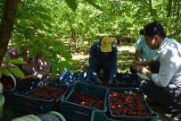 Selendi'de Kiraz Hasadi Basladi