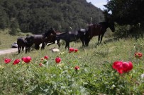 Çiçek Açan Sakayiklari Koparan Yandi Açiklamasi Cezasi 244 Bin 315 TL