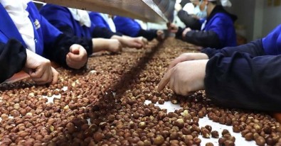Fındık ihracatı 1,5 milyar dolara yaklaştı