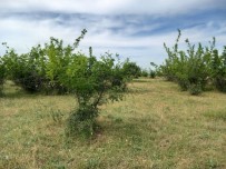 Kirklareli'nde Parçalanmis Ceset Bulundu