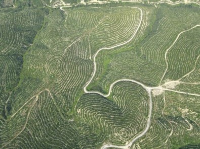 650 Bin Fidan Toprakla Bulustu, Yanan Ormanlar Yeniden Yeseriyor