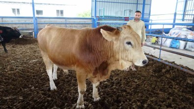 Malatya'nin 1 Tonluk 'Pasasi' Rekor Fiyata Satildi