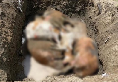 Tek Geçim Kaynagi Olan Inekleri Yanginda Telef Oldu