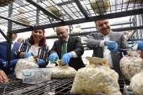 Findik Atiginda Üretim