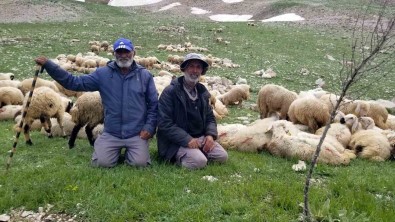 Koyun Sürüleri Iranli Çobanlara Emanet