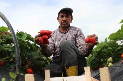 O Topraklarda Artik Çilekte Yetisiyor