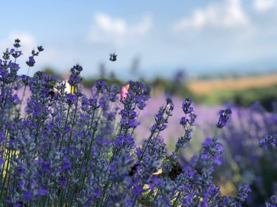 Lavanta Bahçesi Fotografçilarin Ve Yerli Turistlerin Ugrak Noktasi Oldu