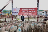 Denizli'de Küçükbas Hayvanciliga 7,5 Milyon Liralik Destek