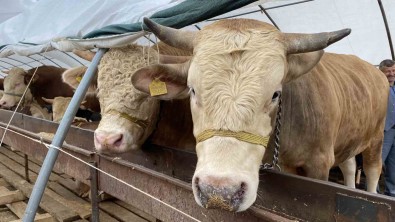 Denizli'ye Kurbanda 34 Bin Hayvan Girisi Olacak