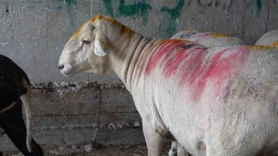 (Özel)Bursa'nin En Agir Büyükbas Kurbanligi 1 Ton 50 Kilogram Agirligi Ile 'Pasa'