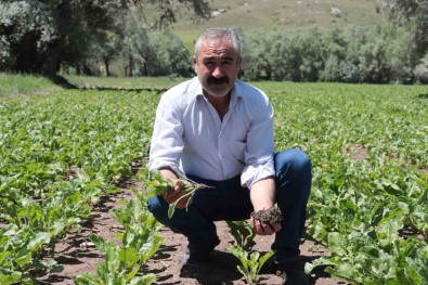 Çiftçiyi Elektrik Çarpti