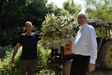 Karacabey'in Dünyaca Ünlü Ihlamur Ormanlarinda Hasat Basladi