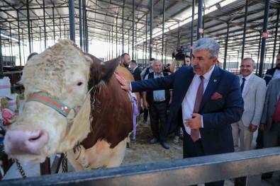 Kütahya'da Canli Hayvan Pazari Açildi