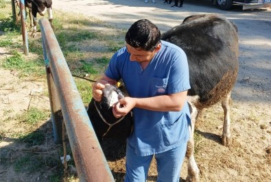 Hisarcik'ta Zabita Ekiplerinden Kurban Satis Yerlerinde Denetim