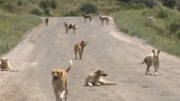 Yüzlerce Basibos Köpek Açliktan Birbirlerini Yemeye Basladi