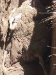 Kurban Bayram'i Öncesi Besiciye Büyük Sok Agila Giren Kurt, 59 Koyunu Telef Etti