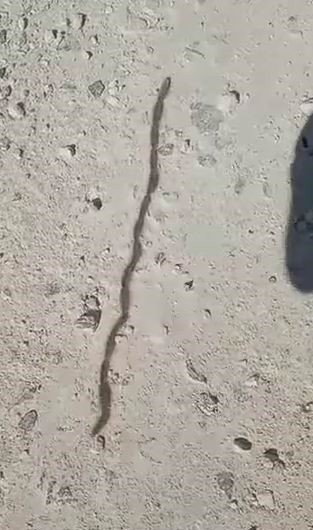 Yılan sandı gerçek çok başka çıktı! O ilde ilginç görüntüler... .