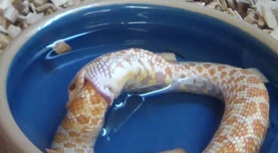 Yılan sandı gerçek çok başka çıktı! O ilde ilginç görüntüler... .