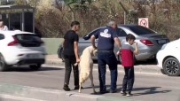 Kurbanligi Ayaklarindan Tutup Çocuk Gibi Yürüttüler