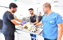 Izmir'de Bir Yilda 25 Bin Kedi Ve Köpek Kisirlastirildi