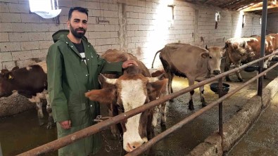 Genç Çiftçi 6 Inekle Basladigi Hayvancilikta Sayiyi 12.5 Kat Artirdi